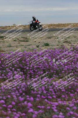 media/Jan-14-2023-SoCal Trackdays (Sat) [[497694156f]]/Turn 14 Exit Bloomig (145pm)/